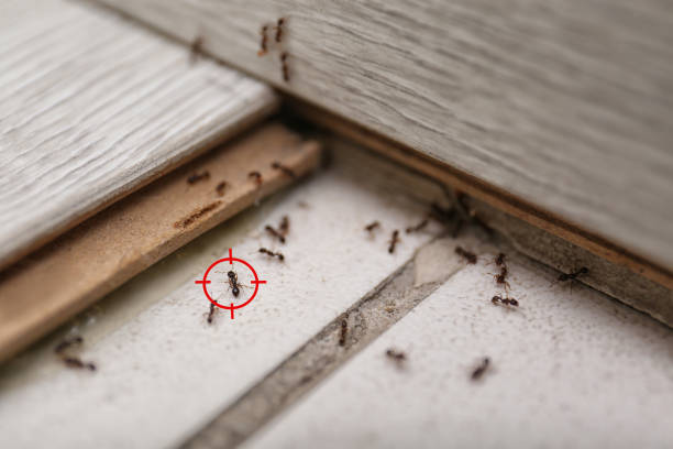 Best Pest Inspection Near Me  in Montclair, CA