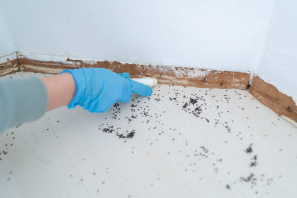 Best Rat Extermination Near Me  in Montclair, CA